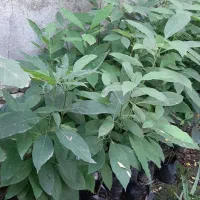 نهال آواکادو...|گل و گیاه طبیعی|تالش, هشتپر|دیوار