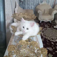 گربه خونگی|گربه|بجستان, |دیوار