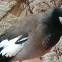 مرغ مینا که نوکش کج هست گم شده