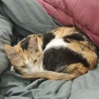 واگذاری پیشی