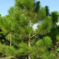 نهال کاج کاشفی