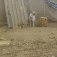 سگ  هاسگی|سگ|گنبد کاووس, |دیوار