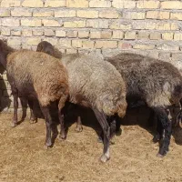 گوسفند.میش و شیشک جوان|حیوانات مزرعه|بشاریات, |دیوار