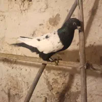 سینه|پرنده|تیتکانلو, |دیوار