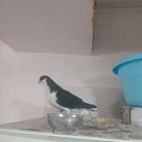 کبوترچپ سیاه ماده