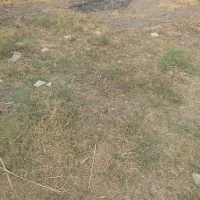 زمین کشاورزی