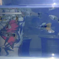 گوپی تایگر هالفمون|ماهی|اصفهان, شهرک ولیعصر|دیوار