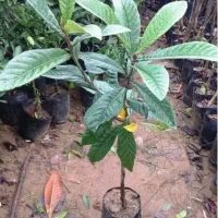 انجیر گلابی و انجیر معمولی و انار و انواع نهال