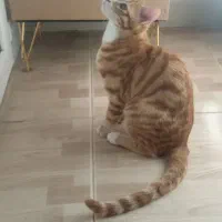 واگذاری بچه گربه