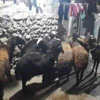 ۸ میش شیشک ابستن