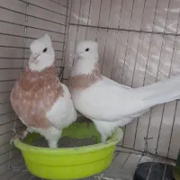 کبوتر طوقی