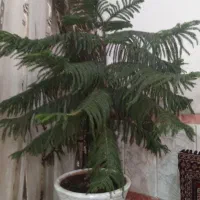 گل کاج|گل و گیاه طبیعی|تربت‌حیدریه, باغ ملی|دیوار