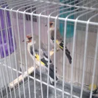 ماده سهره دورگ فیروز کوه همه قواره دار یک ماه قفس|پرنده|تهران, دردشت|دیوار