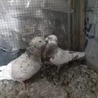 کفتر شهرستانی|پرنده|بومهن, |دیوار