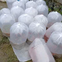 آکواریوم ماهی|ماهی|سنگر, |دیوار