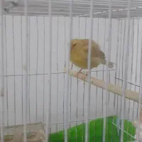 قناری ماده پابلند|پرنده|خرمشهر, |دیوار