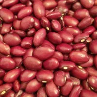 لوبیا قرمز یاقوتی