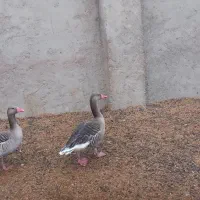 غاز بیابانی