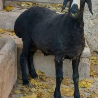 برهقوچ شالی|حیوانات مزرعه|آبگرم, |دیوار