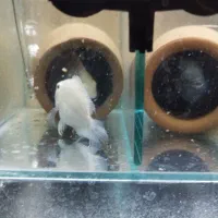 پرت پلار جفت|ماهی|ری, فیروزآبادی|دیوار