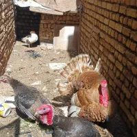 بوقلمون نر وماده