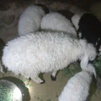 بره نر