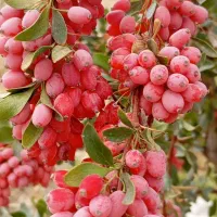 زرشک ،زعفران و عناب درجه یک