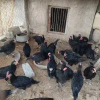 فروش جوجه خروس محلی اصل پاسیاه