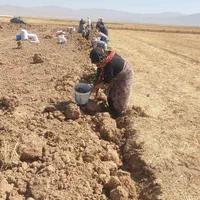 فروش پیاز زعفران|خدمات باغبانی و درختکاری|تهران, ولنجک|دیوار