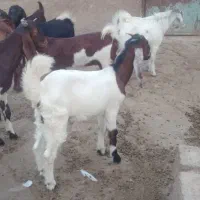 شادگان|حیوانات مزرعه|شادگان, |دیوار