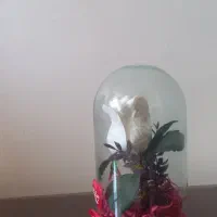 گل مخمل