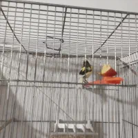 قناری مست شلاقی|پرنده|مشهد, کوی ولیعصر|دیوار