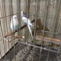 یک جفت مرغ عشق نر دستی|پرنده|ری, شهادت|دیوار