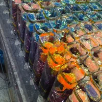 پخش گل هفت رنگ|گل مصنوعی|تبریز, |دیوار