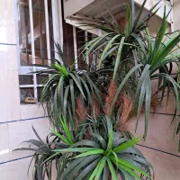 درخچه|گل مصنوعی|اهواز, کوی رمضان|دیوار