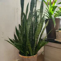 گل سانسریا سبز