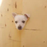 واگذاری توله تریر|سگ|یزد, |دیوار