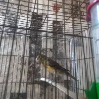 قناری سرخ سوخته ماده فروشی