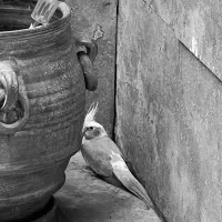 عروس هلندی پیدا شده