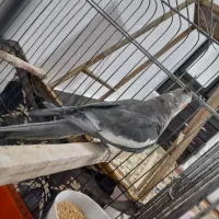 عروس هلندی نر