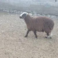 تعداد ۴۰ راس بره پرواری به فروش میرسد|حیوانات مزرعه|حاجی آباد, |دیوار