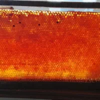 عسل کوهستان|خوردنی و آشامیدنی|کلیبر, |دیوار