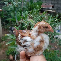 جوجه گلین لری