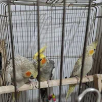 عروس هلندی