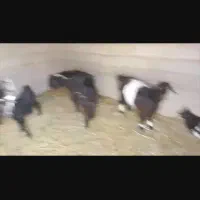 چهار بز سه شنک یک پاچن