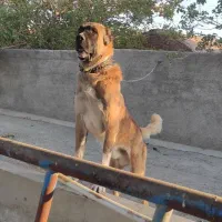 واگذاری سگ دهن پاک