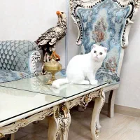 اسکاتیش جهت جفت گیری