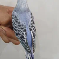 تعدادی مرغ عشق دستی|پرنده|خرمشهر, |دیوار