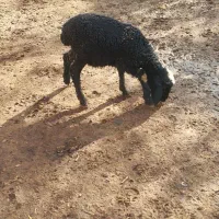 بره شیری ماده