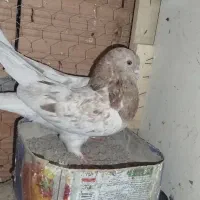 کبوتر|پرنده|علی‌آباد کتول, |دیوار